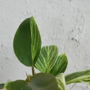 philodendron-birkin-x-imperial-red-hybrid-rastlinkovo