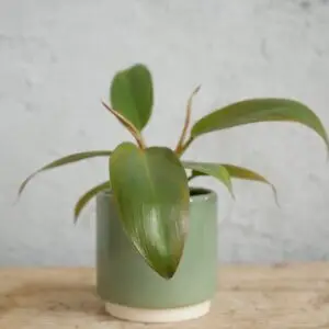 philodendron-McColley’s Finale-rastlinkovo