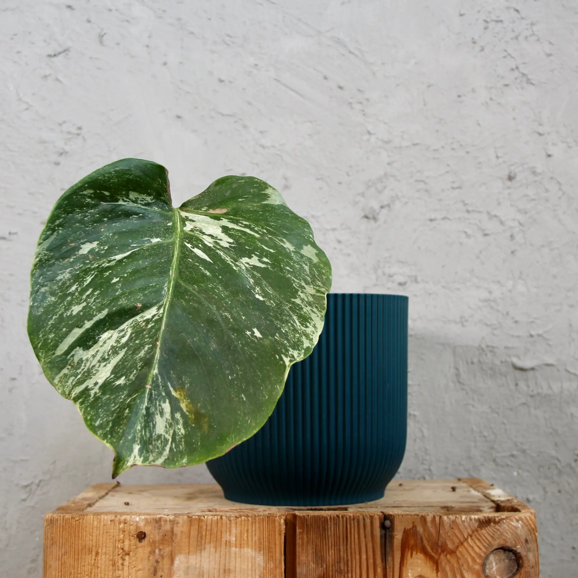Monstera Deliciosa Albo Variegata - zakorenený spodok rastliny