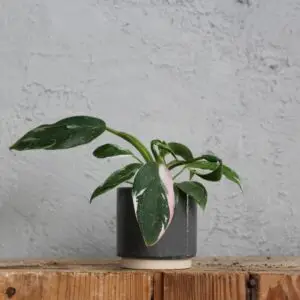 philodendron-white-princess-tricolor-rastlinkovo
