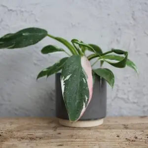 philodendron-white-princess-tricolor-rastlinkovo