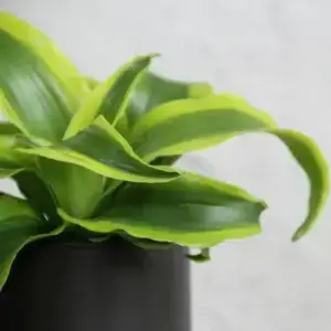 dracaena-dorado-rastlinkovo