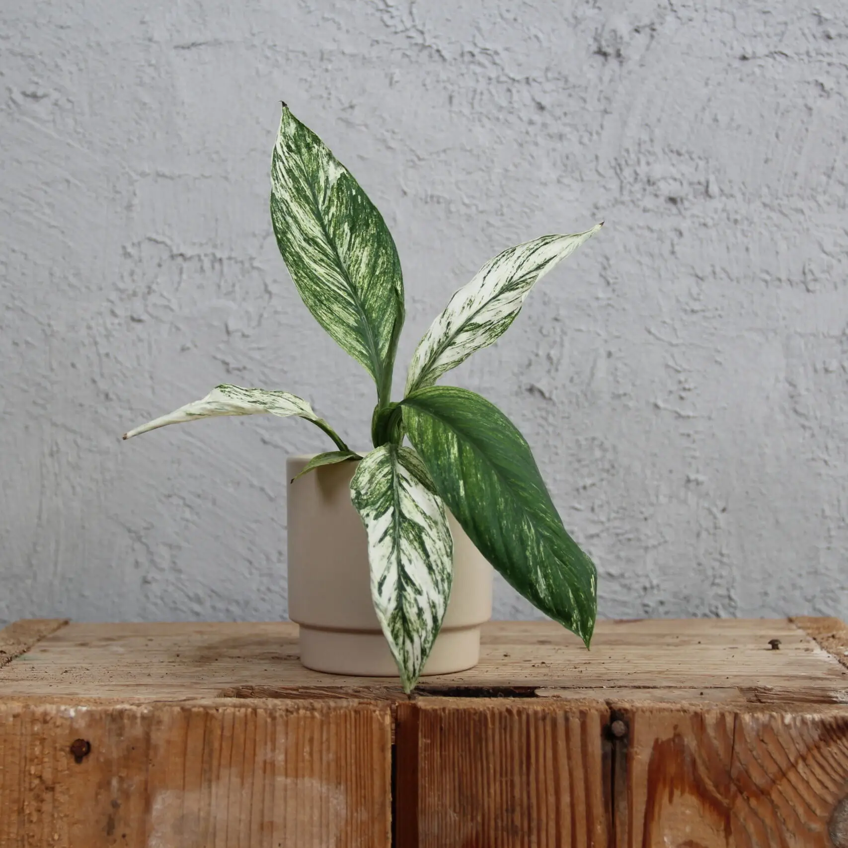 Spathiphyllum Lopatkovec Sensation variegata baby 3 spathiphyllum-sensation-variegata-rastlinkovo