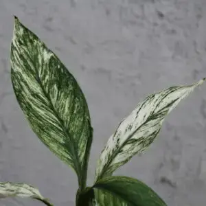 spathiphyllum-sensation-variegata-rastlinkovo