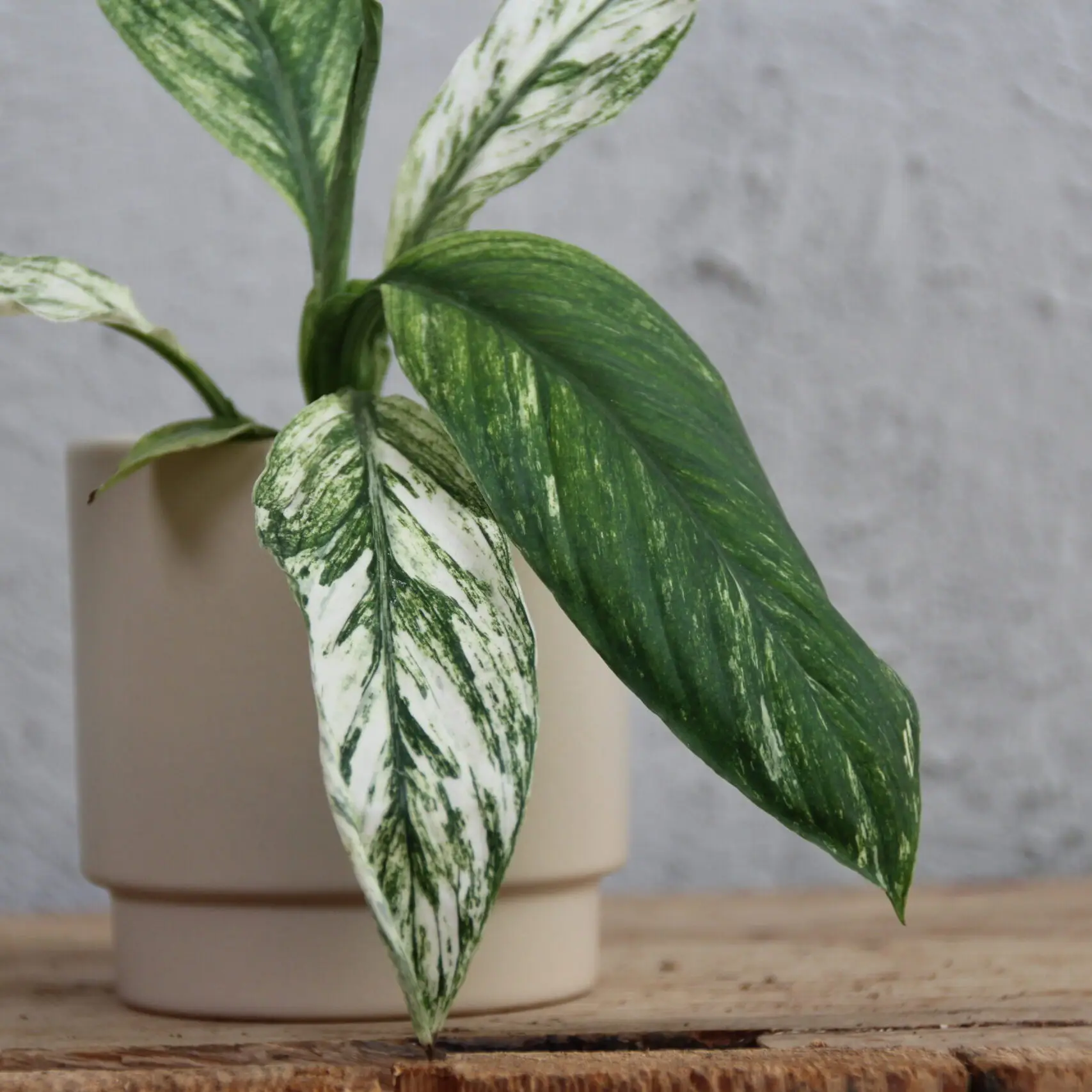 Spathiphyllum Lopatkovec Sensation variegata baby 2 spathiphyllum-sensation-variegata-rastlinkovo