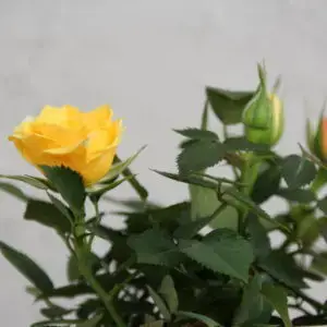 ruza-mini-zlto-oranzova-rastlinkovo