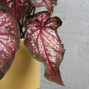 caladium-xplosion-rastlinkovo
