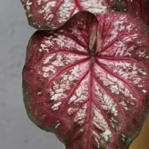 caladium-xplosion-rastlinkovo