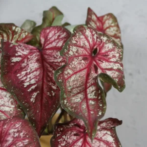 caladium-xplosion-rastlinkovo