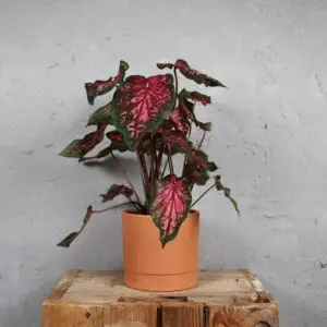 caladium-carolyn-wharton-rastlinkovo