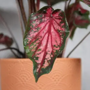 caladium-carolyn-wharton-rastlinkovo