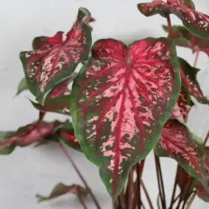 caladium-carolyn-wharton-rastlinkovo