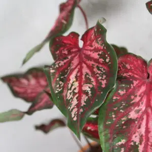 caladium-carolyn-wharton-rastlinkovo