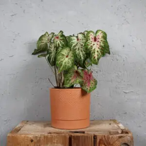 caladium-candyland-rastlinkovo