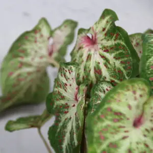 caladium-candyland-rastlinkovo