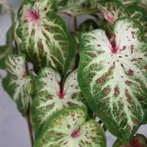 caladium-candyland-rastlinkovo