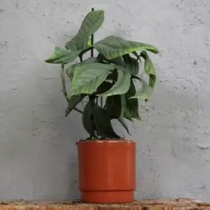 monstera-amydrium-medium-silver-rastlinkovo
