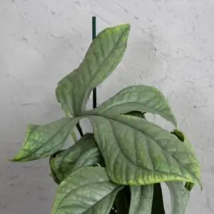 monstera-amydrium-medium-silver-rastlinkovo