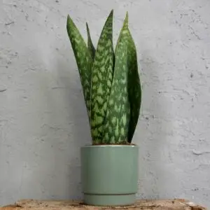 sansevieria-jamaiquina-queen-svokrine-jazyky-rastlinkovo