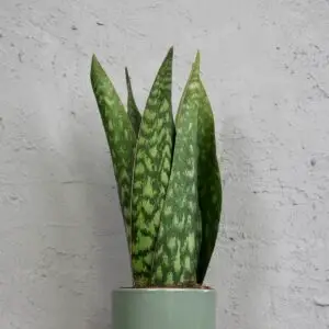 sansevieria-jamaiquina-queen-svokrine-jazyky-rastlinkovo