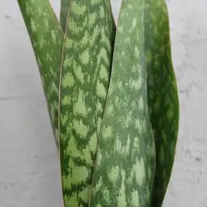 sansevieria-jamaiquina-queen-svokrine-jazyky-rastlinkovo