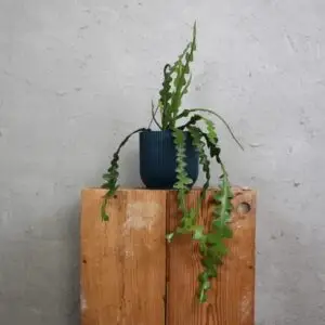 epiphyllum-anguliger-fishbone-cactus-rastlinkovo