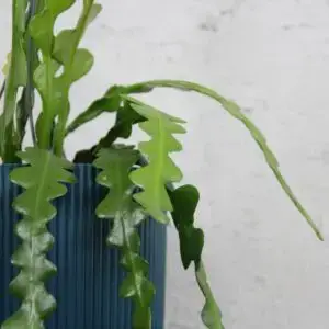 epiphyllum-anguliger-fishbone-cactus-rastlinkovo
