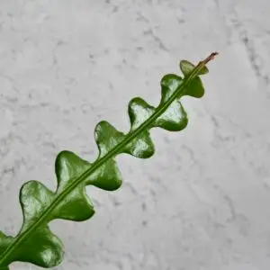 epiphyllum-anguliger-fishbone-cactus-rastlinkovo