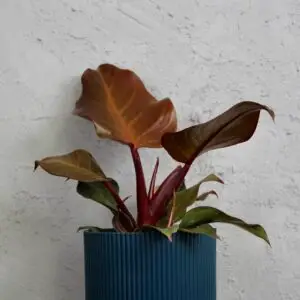 philodendron-sunlight-rastlinkovo