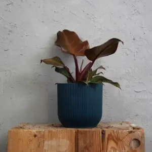 philodendron-sunlight-rastlinkovo
