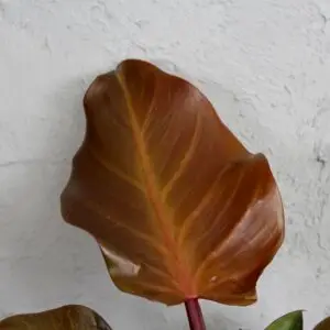 philodendron-sunlight-rastlinkovo
