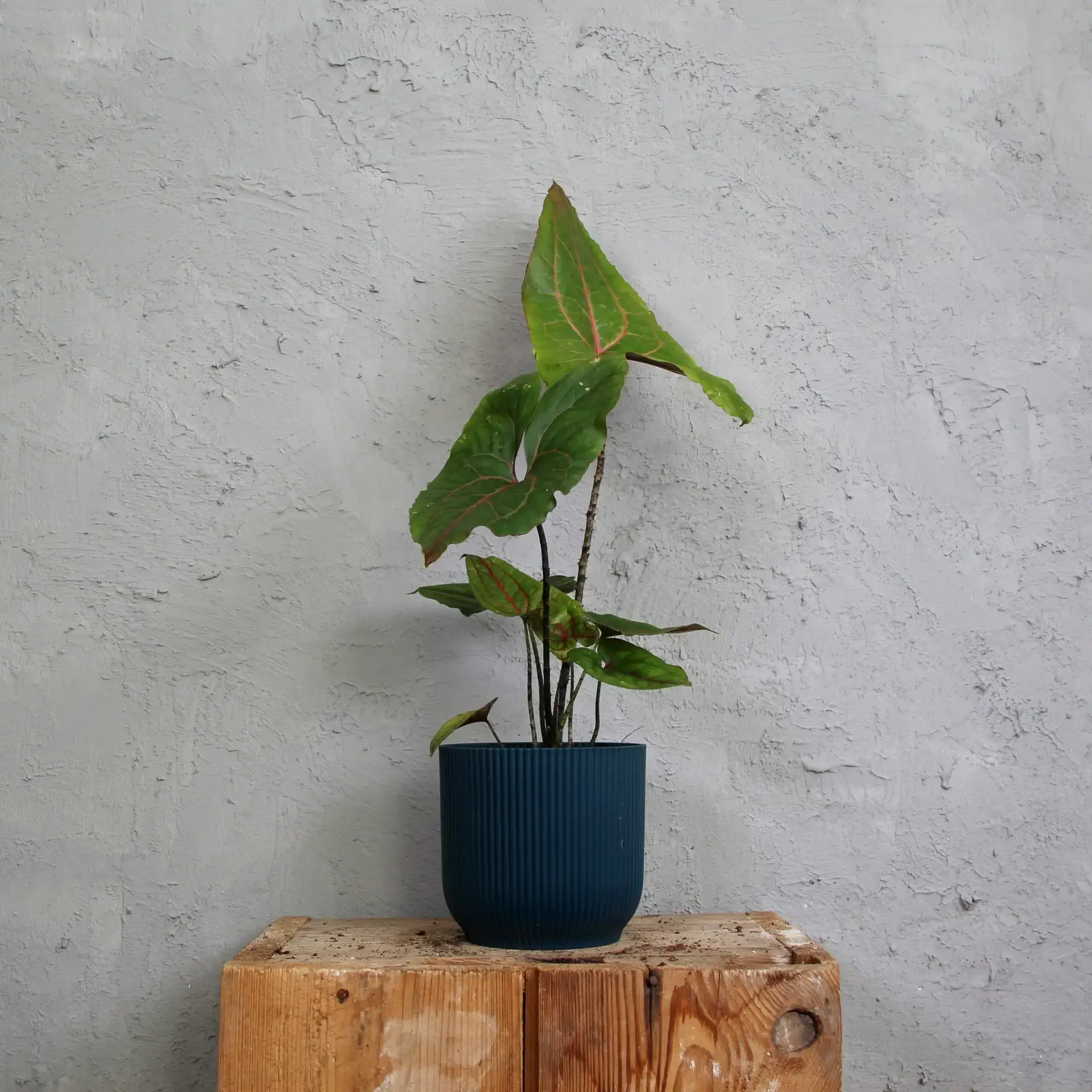 Alocasia Black Jack 2 alocasia-black-jack-rastlinkovo