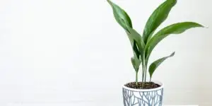 aspidistra-rastlinkovo