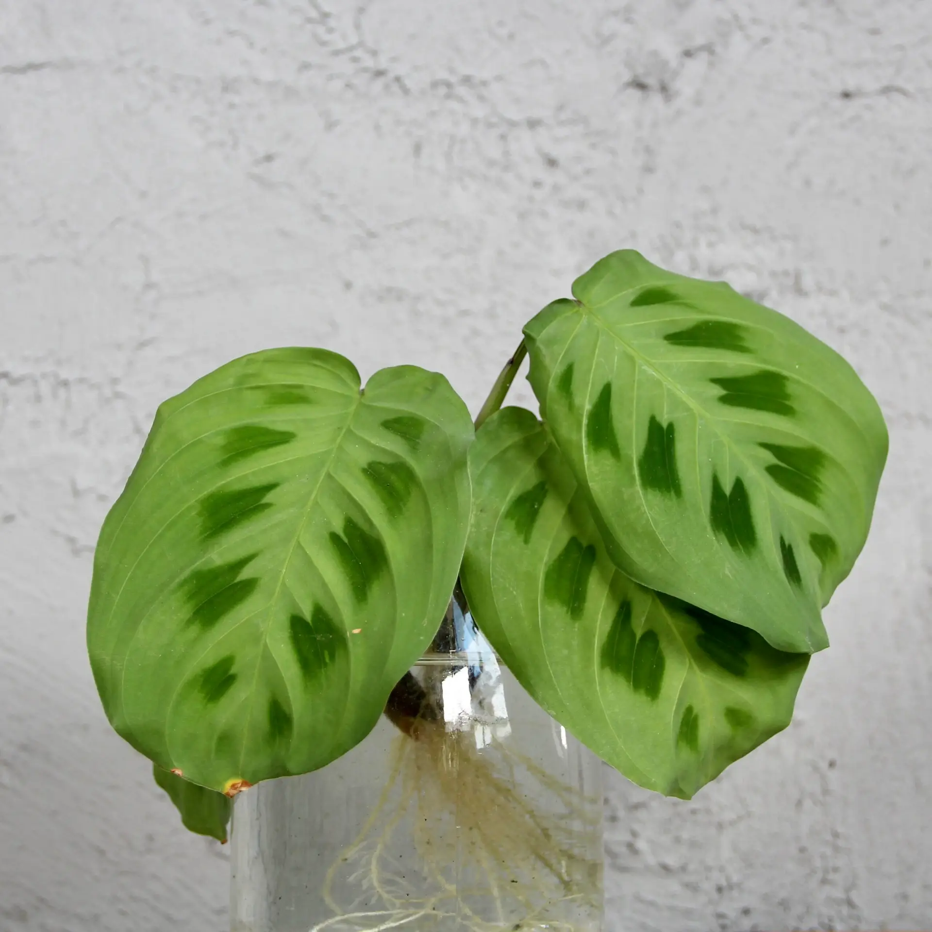 E-shop Maranta Leuconeura Kerchoveana odrezok