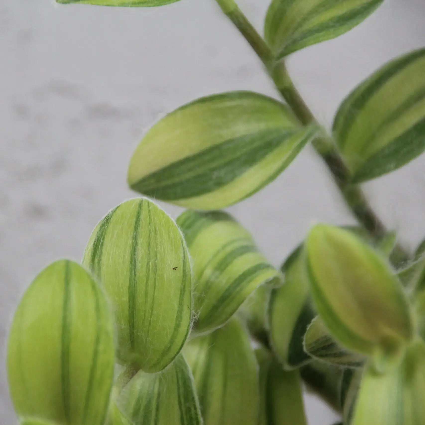 Tradescantia yellow baby 2 tradescantia-yellow-rastlinkovo
