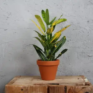 aucuba-japonica-rastlinkovo