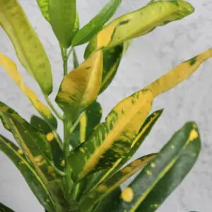 aucuba-japonica-rastlinkovo