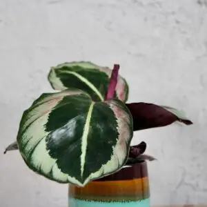 calathea-roseopicta-dottie-rastlinkovo