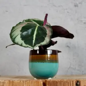 calathea-roseopicta-dottie-rastlinkovo