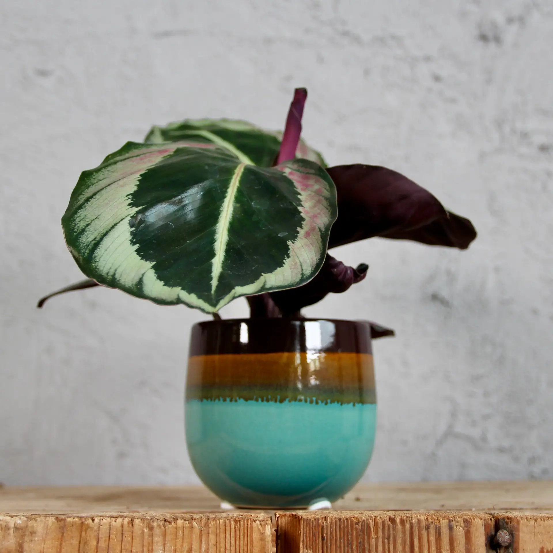 Calathea Roseopicta Dottie baby 3 calathea-roseopicta-dottie-rastlinkovo