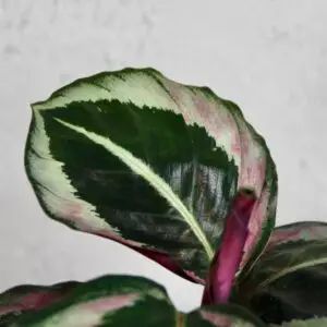 calathea-roseopicta-dottie-rastlinkovo