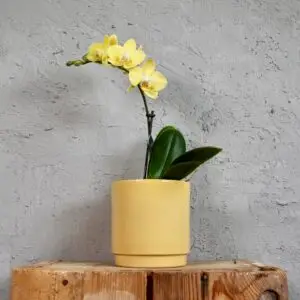 orchidea-zlta-rastlinkovo