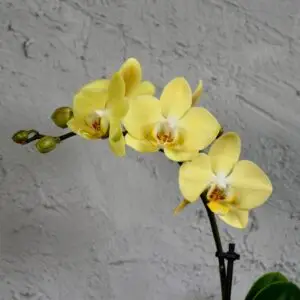 orchidea-zlta-rastlinkovo