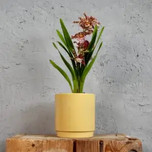 orchidea-oncidium-fialovo-zlta-rastlinkovo