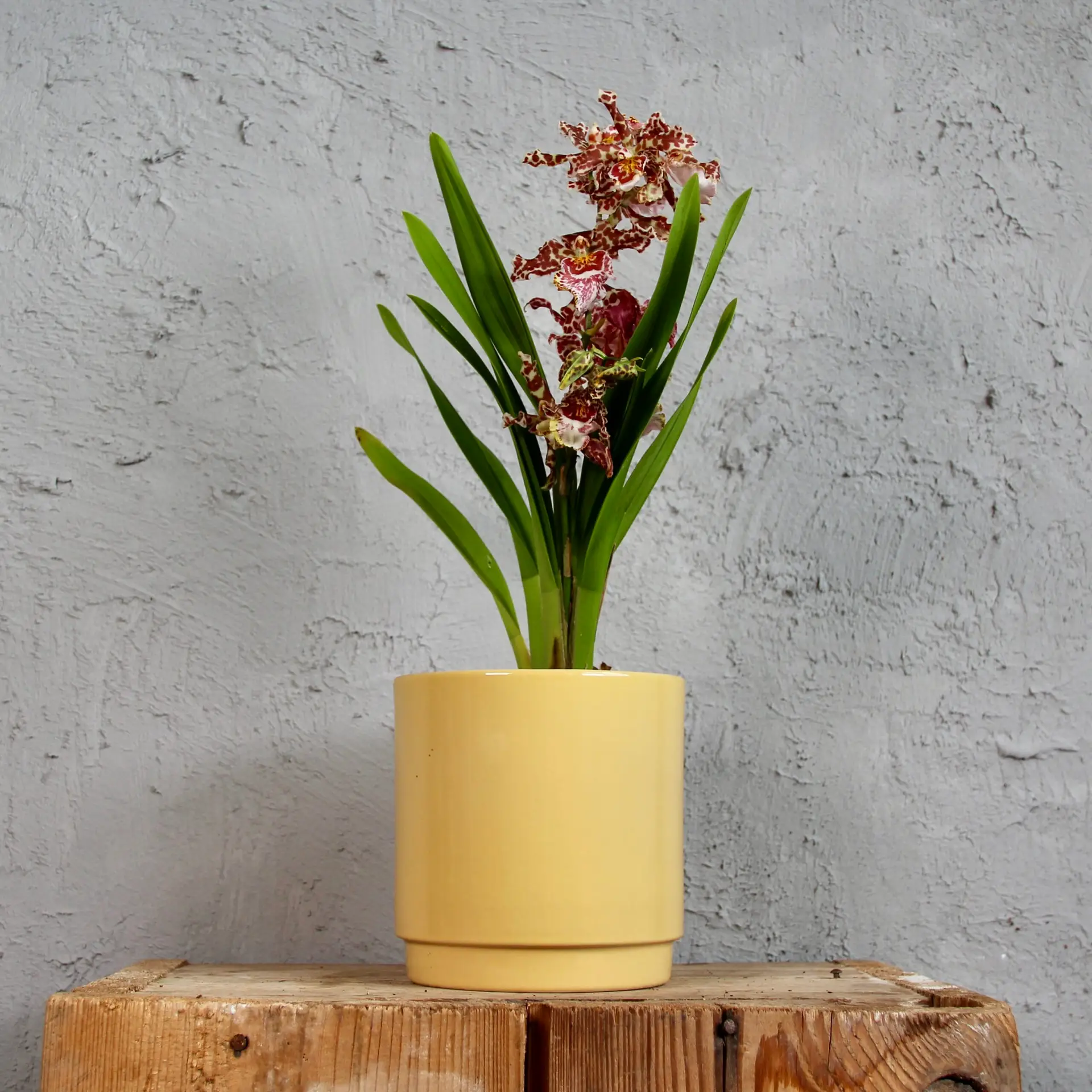Orchidea Oncidium fialovo žltá 3 orchidea-oncidium-fialovo-zlta-rastlinkovo