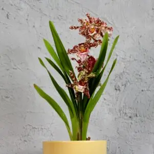 orchidea-oncidium-fialovo-zlta-rastlinkovo