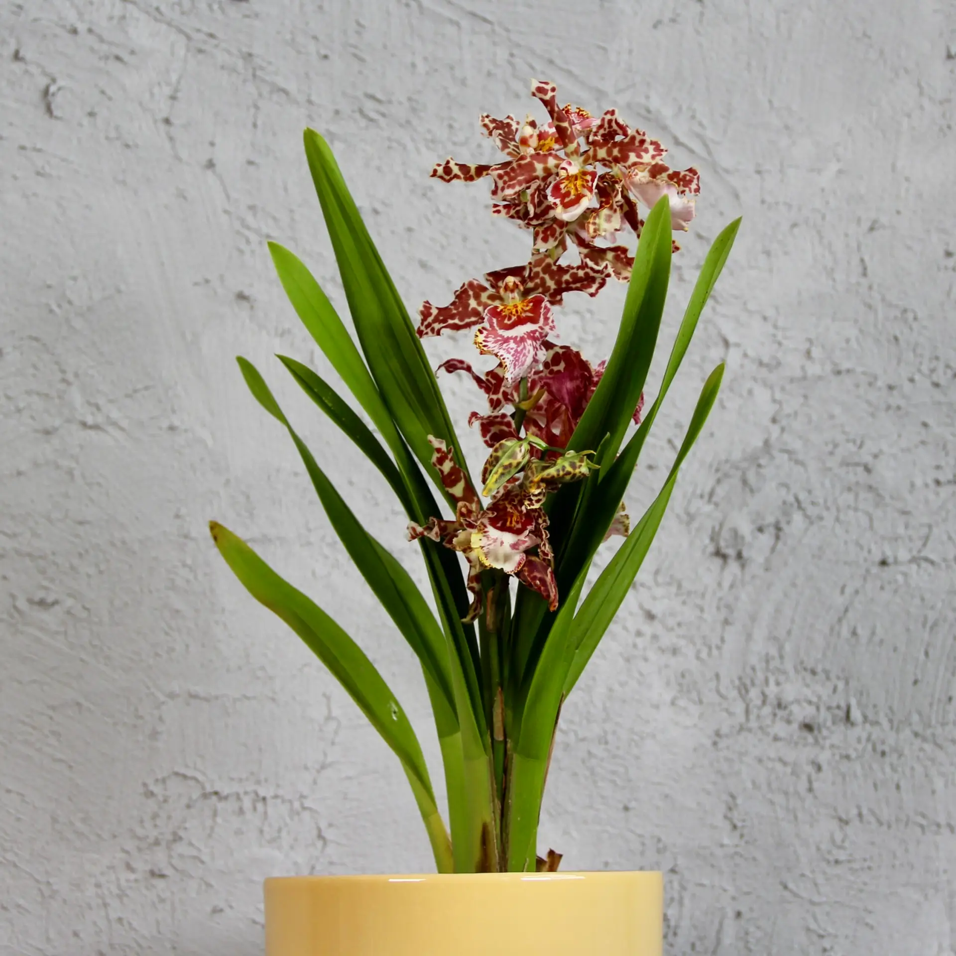 Orchidea Oncidium fialovo žltá 2 orchidea-oncidium-fialovo-zlta-rastlinkovo