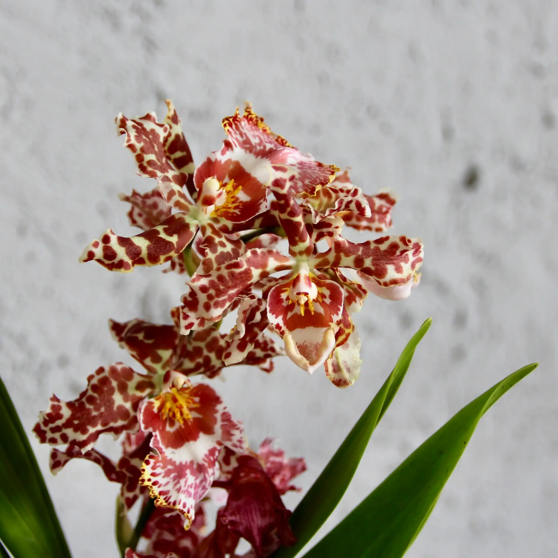 Orchidea Oncidium fialovo žltá 1 orchidea-oncidium-fialovo-zlta-rastlinkovo