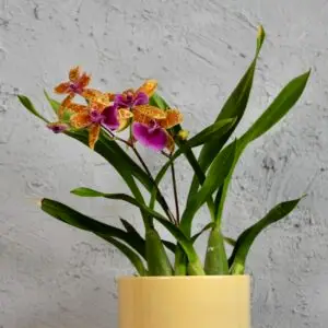 orchidea-zygopotalum-oranzovo-fialova-rastlinkovo