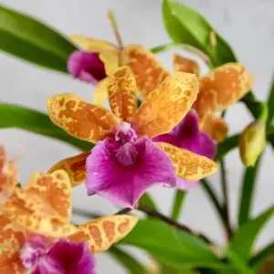 orchidea-zygopotalum-oranzovo-fialova-rastlinkovo